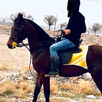 اسب عرب مصری یک سر وارداتی|اسب و تجهیزات اسبسواری|میانه, |دیوار