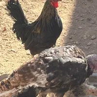 خروس لری و دو عدد مرغ