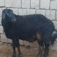 قوچ|حیوانات مزرعه|سارال, |دیوار