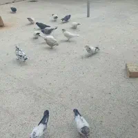 کفتر|پرنده|ساروق, |دیوار