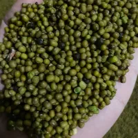 ماش|خدمات باغبانی و درختکاری|دورود, |دیوار
