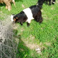 تیشتر|حیوانات مزرعه|مسجد سلیمان, |دیوار