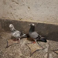 کبوتر پلاکی