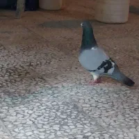 جفت نروماده سبز