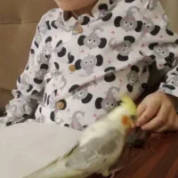 عروس هلندی گمشده