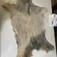 پوست بز