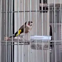 سهره جفتی تضمینی .دهن لر ردی