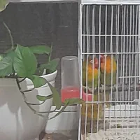 پرنده زینتی کوتوله وقفس|پرنده|خواف, |دیوار