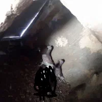 کفتر