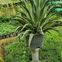 باغبانی وهرس|خدمات باغبانی و درختکاری|چهارباغ, |دیوار