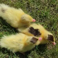 اردک مسکویی