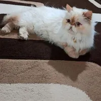 گربه پرشین ماده