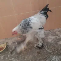 مرغ و خروس برهما درجه یک