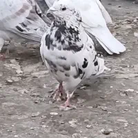 سار|پرنده|مشهد, کوثر|دیوار