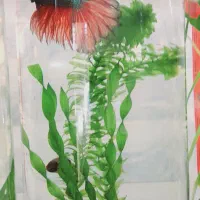 ماهی فایتر و کالر  گیاه ابزی اکواریوم