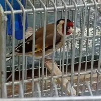 سیره باغی ۳ساله   نوک سفید مست مست|پرنده|خرم‌آباد, |دیوار