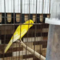 قناری کلکسیونی