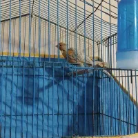 قناری نر|پرنده|سیرجان, |دیوار