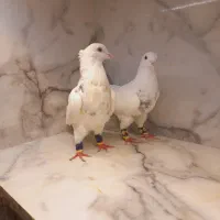 کفتر قره زرد بزک طوقی هفت رنگ ساده کاکلی|پرنده|مشهد, قائم|دیوار