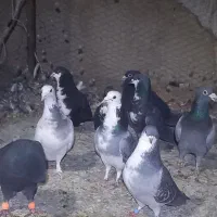 نرسوراخ