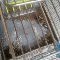 سهره نر|پرنده|خوی, |دیوار