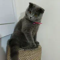 گربه