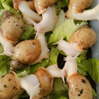 حلزون پرورشی
