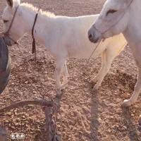 الاغ|حیوانات مزرعه|هندیجان, |دیوار