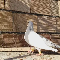 نرراست کلاغ دوم اس اس شقه|پرنده|مشهد, انقلاب|دیوار