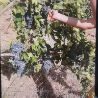 باغ-انگور
