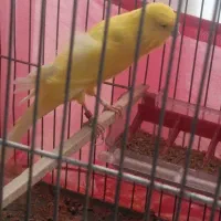 قناری رسمی بلند شاخص