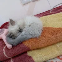 گربه هیمالین چشم آبی