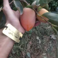 پیشفروش نهال لیبل دار خرمالو موزی|خدمات باغبانی و درختکاری|گلپایگان, |دیوار