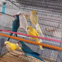 راهب آلبینولوتینوآبی زردنرماده