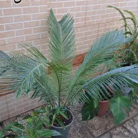 گل و گیاه زیبا