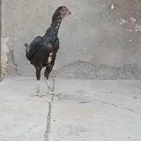 مرغ ذات دار|پرنده|بندرعباس, |دیوار