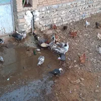 مرغ خروس محلی با جوجه