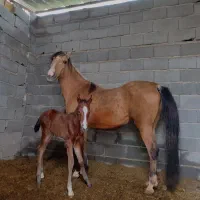 اسب|اسب و تجهیزات اسب‌سواری|شهرضا, |دیوار