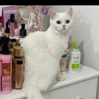 گربه پرشین اسکاتیش