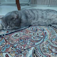 گربه|گربه|مهریز, |دیوار