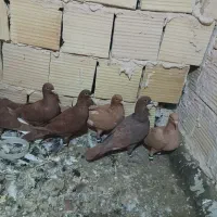 کفتر پنج عدد سرخ و زرد کرمونی قلدور همه چیز تموم|پرنده|تربت‌حیدریه, رضاشهر|دیوار