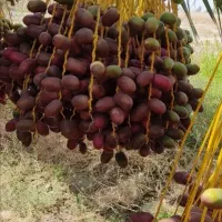 خرما محلی