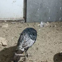 مرغ و خروس محلی و بوقلمون و اردک|حیوانات مزرعه|مشهد, گنبدواز|دیوار