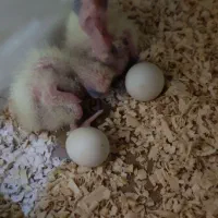 یه جفت طوطی عروس مولد معاوضه با فنچ|پرنده|فردیس, منظریه|دیوار