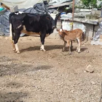 گاو گوساله نر