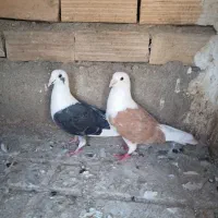 دوکت