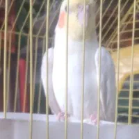 مرغ مینا طوِطی لوتینو مرغ عشق