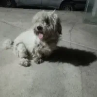 پاکوتاه