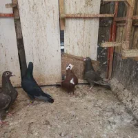 پنج عدد ماده|حراج|لار, |دیوار