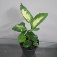 سانسوریا و چند گل دیگه سالم و با کیفیت|گل و گیاه طبیعی|اصفهان, جوزدان الیادران|دیوار